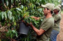 Rural Coffee Farm Tour with Breakfast & Lunch - Roasting & Tasting Experience 