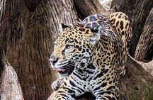 Poas Volcano and La Paz Waterfall Gardens Private Tour