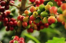 Super Combo Tour: Waterfalls Gardens + Coffee Tour + Poás Volcano