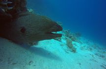 Try Scuba Diving Experience for Beginners in Hurghada 