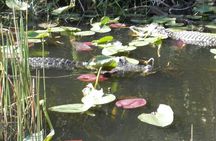 Everglades Airboat Tour from Fort Lauderdale with transportation