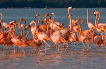 Tour to Celestun and see the flamingos