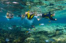 Snorkeling and Dolphin Watching with Lunch Package