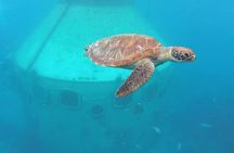 Snorkeling and Dolphin Watching with Lunch Package