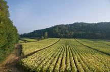 Rome Countryside Vineyards and Wine Tasting - Private Tour