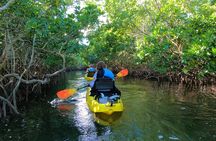 Mangrove Tunnel Kayak Adventure in Key Largo