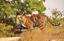 Golden Triangle Tour with Ranthambore (3 Star Hotel)
