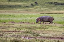 9 Days Migration Safari Tanzania Budget 