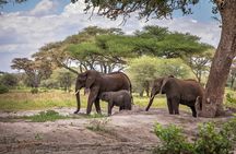 9 Days Migration Safari Tanzania Budget 