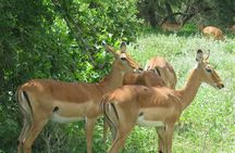 Affordable 5 days Tanzania budget camping safari (group joining)