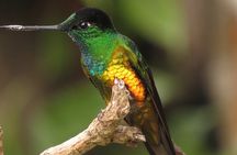 Birding & Nature to Chicaque Cloud Forest Nature Reserve