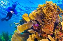 Nizuc Reef Snorkel Experience