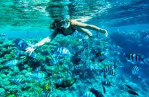 Full-Day Reef Snorkeling in Cozumel from Cancun with Lunch