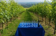 From Bologna: Wine Tasting and Vineyard Tour with the winemaker
