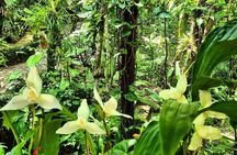 Visit The Greatest Orchid Sanctuary: Orquigonia - Half Day Tour