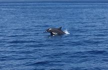 Respectful whale excursion to Tahiti EN 5h