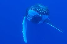 Respectful whale excursion to Tahiti EN 5h