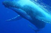 Respectful whale excursion to Tahiti EN 5h