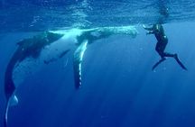 Respectful whale excursion to Tahiti EN 5h