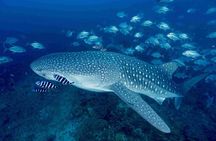 Full-Day Koh Bon Scuba Diving from Phuket
