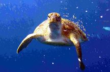 Private diving on shared trip at Racha Noi and Racha Yai from Phuket incl. lunch