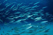 Private diving on shared trip at Racha Noi and Racha Yai from Phuket incl. lunch