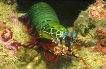 Racha Noi and Racha Yai Dive Trip from Phuket