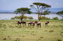 3-Day Maasai Mara Safari Tour from Nairobi
