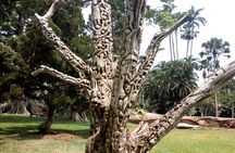 Aburi Botanical Gardens And Boti Falls Private Tour