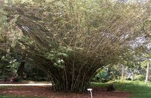 Aburi Botanical Gardens And Boti Falls Private Tour
