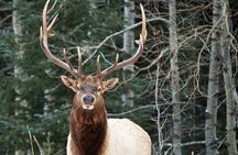 Wilderness and Wildlife Hiking Tour - 3hr Hike