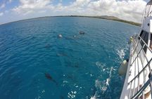 Dolphin Watching Cruise with Underwater Observatory Viewing