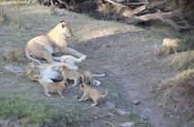 3 Days Masai Mara Kenya Big Five Private Safari