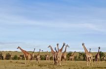 3 Days Masai Mara Kenya Big Five Private Safari