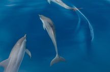 Dolphin Watching in Puerto Escondido