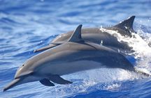 Dolphin Watching in Puerto Escondido
