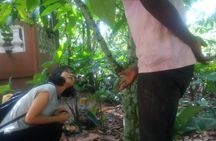 Cocoa Trail