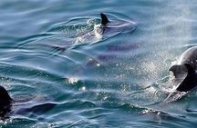 Swim with Wild Dolphins in Hurghada