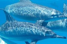 Swim with Wild Dolphins in Hurghada