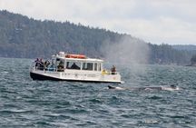 Guaranteed Whale Watching Tour