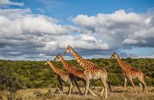 Day Safari at Pumba Private Game Reserve