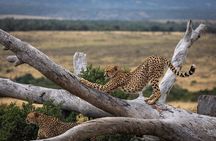 Day Safari at Pumba Private Game Reserve