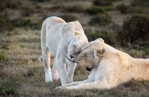Day Safari at Pumba Private Game Reserve