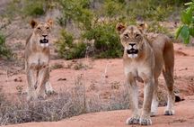 Half day wildlife tour to Nairobi National Park Game Drive with Pickup/Drop off