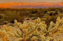 Hiking Adventure in the Sonoran Desert