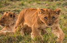 4 Days Mid Range Group Safari