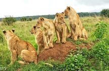 Day Safari; Amboseli National Park from Nairobi.