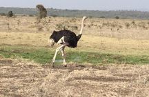 Day Safari; Amboseli National Park from Nairobi.