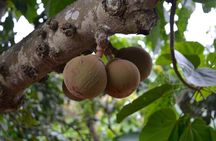Half Day Tour Cocoa Farm Fruits and Plantations from Guayaquil