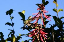 Private Birdwatching Tour in Sian Ka'an Muyil 